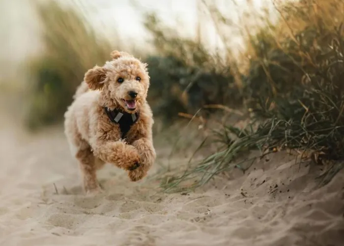 Eilandhotel Texel Otel 4*